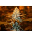 Strawberry Glue fem. T.H. Seeds