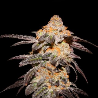 French Cookies fem. T.H. Seeds