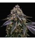 French Macaron fem. T.H. Seeds
