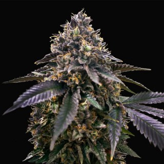 French Macaron fem. T.H. Seeds
