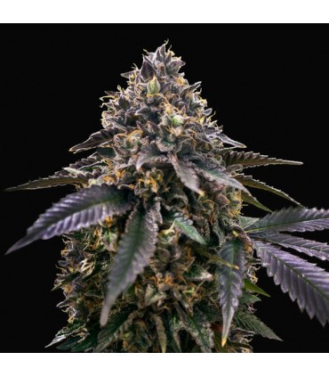 French Macaron  5 u. fem. T.H. Seeds