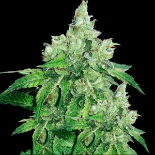 Citron Givre   5 u. fem. T.H. Seeds