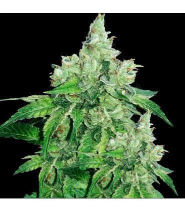 Citron Givre   5 u. fem. T.H. Seeds