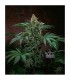 Auto Bubblegum fem. T.H. Seeds