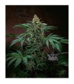 Auto Bubblegum fem. T.H. Seeds