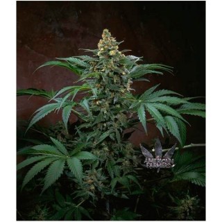 Auto Bubblegum  5 u. fem. T.H. Seeds