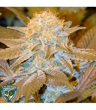 Auto Critical Hog fem. T.H. Seeds