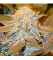 Auto Critical Hog fem. T.H. Seeds