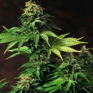 Akorn 10 u. fem. T.H. Seeds