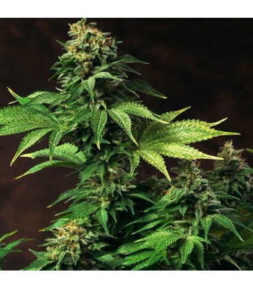 Akorn 10 u. fem. T.H. Seeds