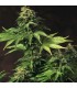 Akorn fem. T.H. Seeds