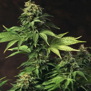 Akorn fem. T.H. Seeds