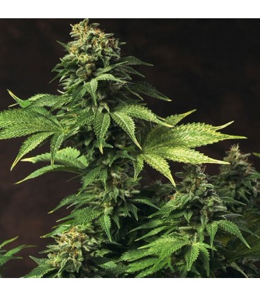 Akorn fem. T.H. Seeds