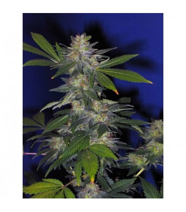 Auto Northern Hog 10 u. fem. T.H. Seeds