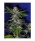 Auto Northern Hog  5 u. fem. T.H. Seeds