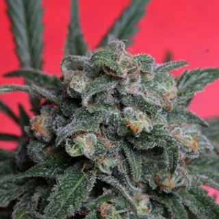 A-Train fem. T.H. Seeds