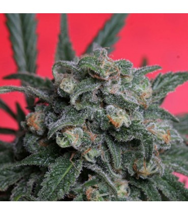 A-Train fem. T.H. Seeds