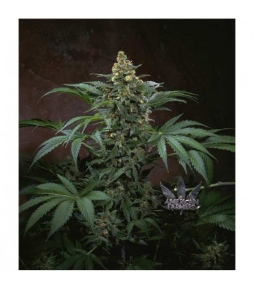 Bubblegum  5 u. fem. T.H. Seeds