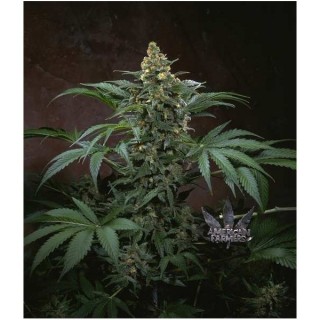 Bubblegum 10 u. fem. T.H. Seeds