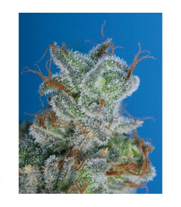 Burmese Kush fem. T.H. Seeds