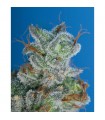 Burmese Kush fem. T.H. Seeds