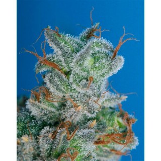 Burmese Kush  5 u. fem. T.H. Seeds