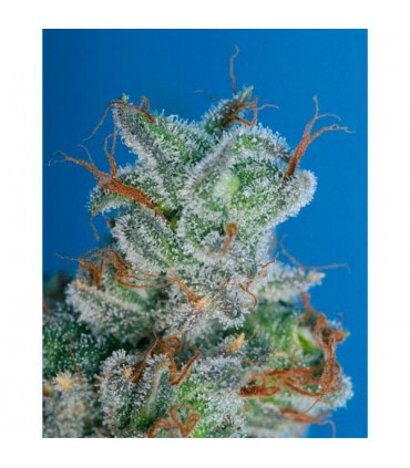 Burmese Kush  5 u. fem. T.H. Seeds