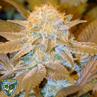 Critical Hog fem. T.H. Seeds