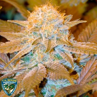 Critical Hog  5 u. fem. T.H. Seeds