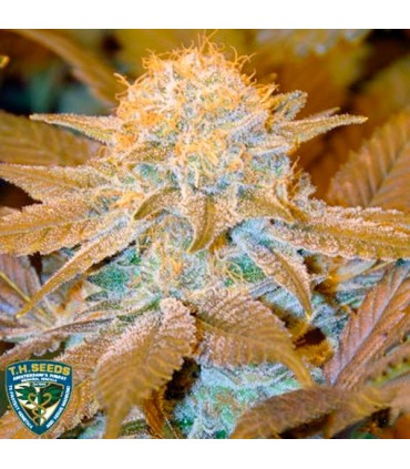 Critical Hog  5 u. fem. T.H. Seeds