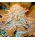Critical Hog 10 u. fem. T.H. Seeds