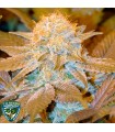 Critical Hog 10 u. fem. T.H. Seeds