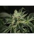 Darkstar fem. T.H. Seeds