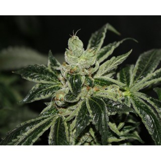 Darkstar fem. T.H. Seeds