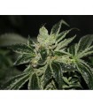 Darkstar fem. T.H. Seeds