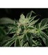 Darkstar  5 u. fem. T.H. Seeds