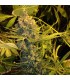 Dawg Star fem. T.H. Seeds