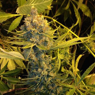 Dawg Star fem. T.H. Seeds