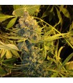 Dawg Star fem. T.H. Seeds