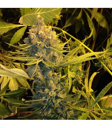 Dawg Star  5 u. fem. T.H. Seeds