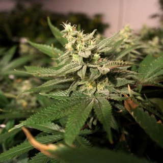 M-Kage 10 u. fem. T.H. Seeds