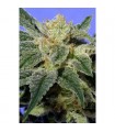 Kushage fem. T.H. Seeds AGOTADA EN ORIGEN