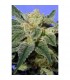 Kushage  5 u. fem. T.H. Seeds