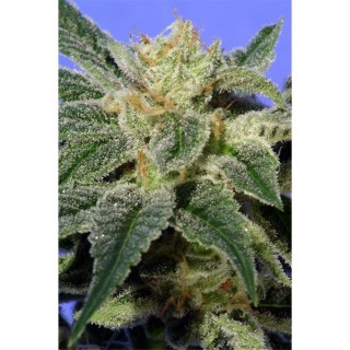 Kushage 10 u. fem. T.H. Seeds