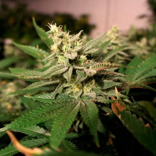M-Kage fem. T.H. Seeds