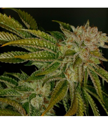 Mk - Ultra 10 u. fem. T.H. Seeds
