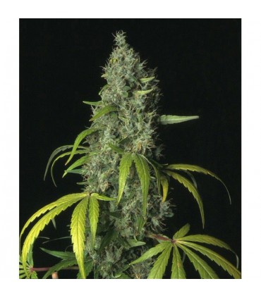 S.A.G.E. fem. T.H. Seeds