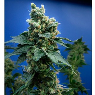 S.A.G.E. N Sour  5 u. fem. T.H. Seeds