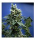 S.A.G.E. N Sour fem. T.H. Seeds