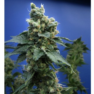 S.A.G.E. N Sour fem. T.H. Seeds